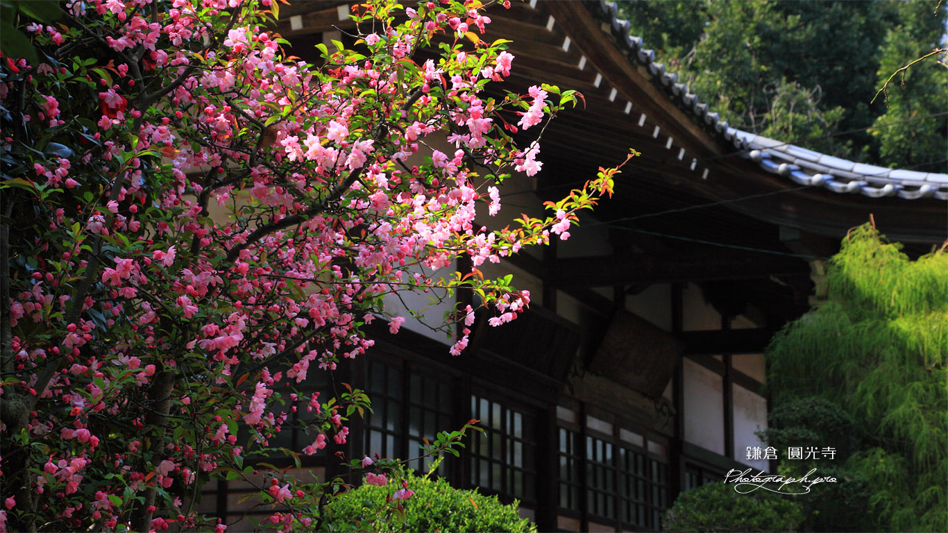 鎌倉円光寺 海棠と本堂 壁紙