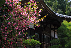 円光寺