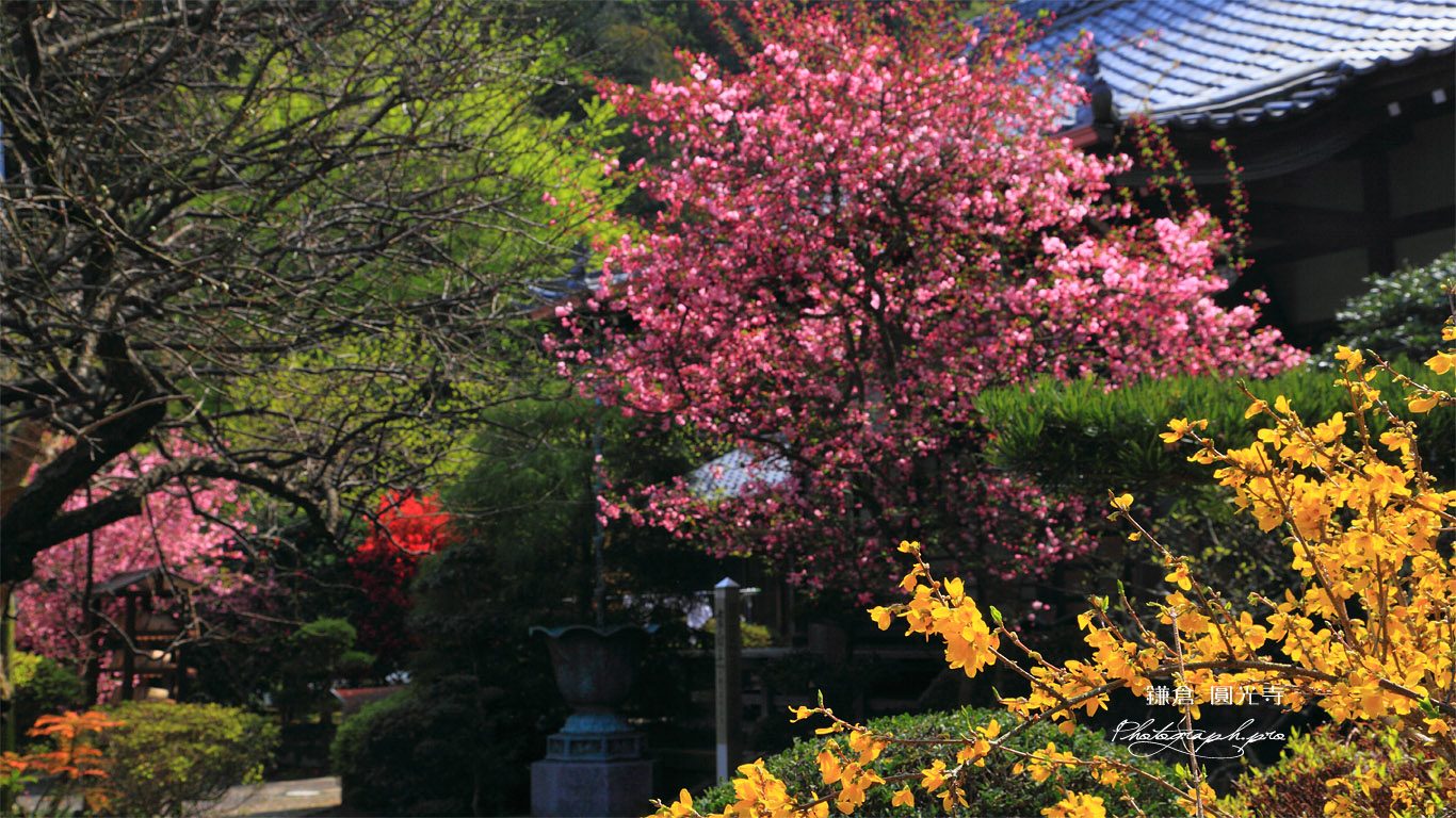 鎌倉円光寺 レンギョウとカイドウ 壁紙