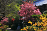 鎌倉円光寺 レンギョウとカイドウ