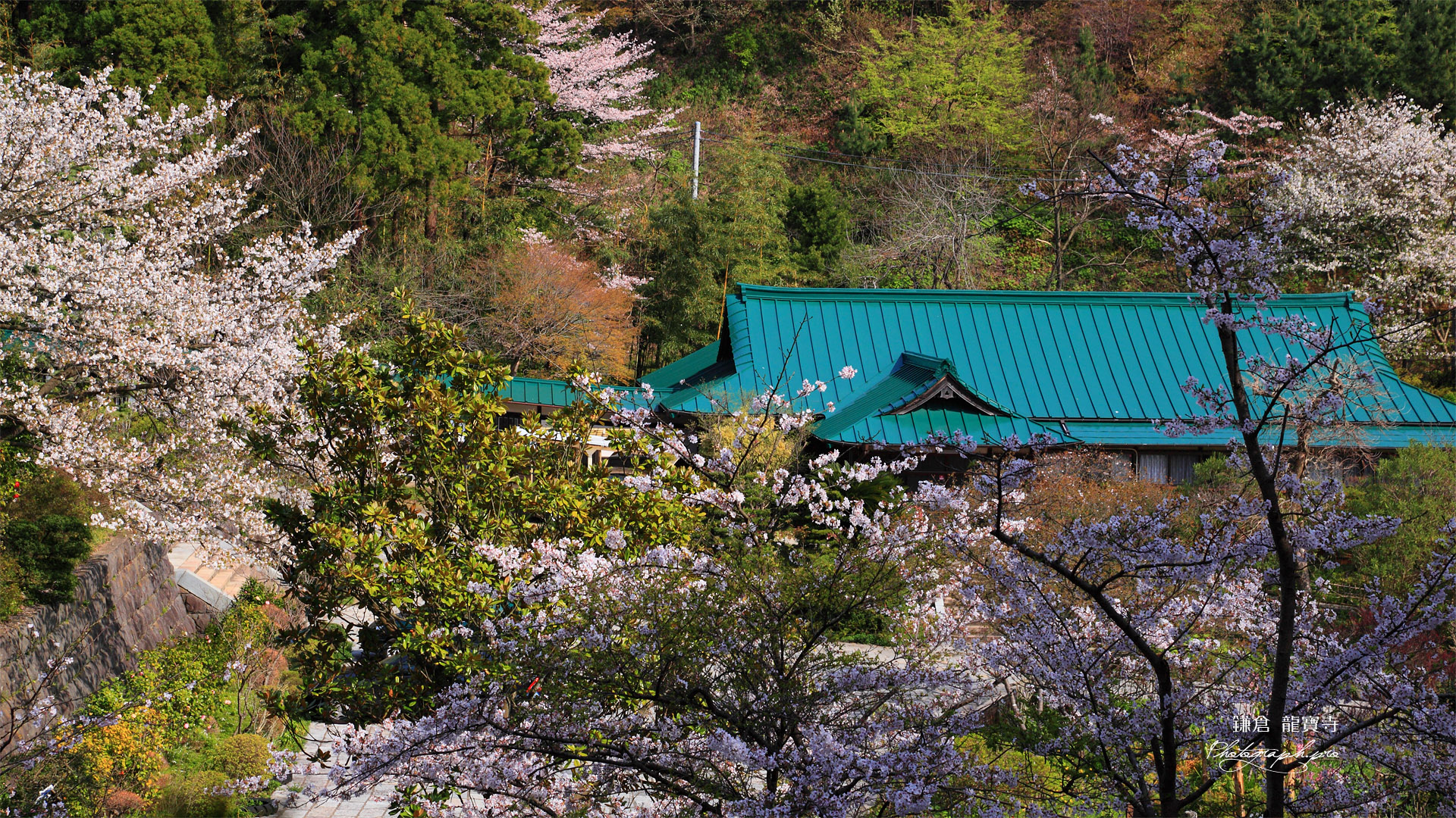 鎌倉龍宝寺の桜と庫裡