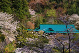 鎌倉龍宝寺の桜と庫裡