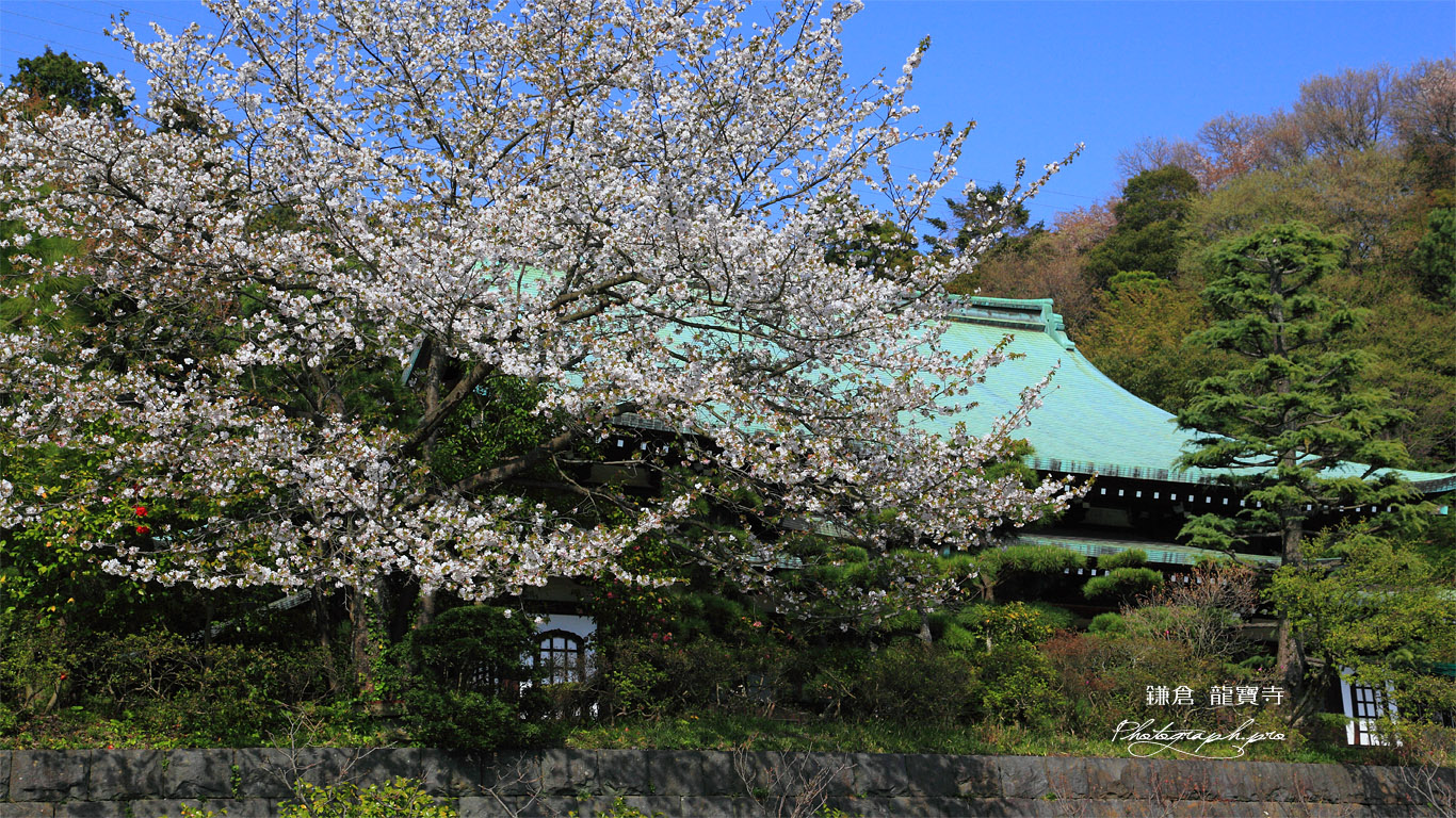 鎌倉龍宝寺の大島桜と本堂 壁紙