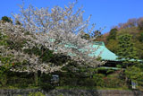 鎌倉龍宝寺の大島桜と本堂