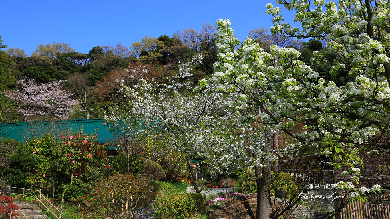鎌倉龍宝寺の梨と桜 壁紙