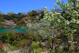 鎌倉龍宝寺の梨と桜