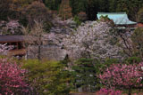 春爛漫の龍宝寺