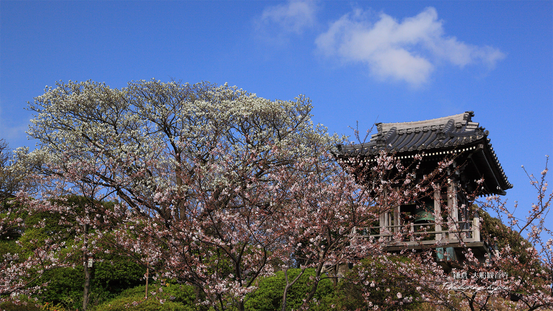 大船観音寺 桜と鐘楼