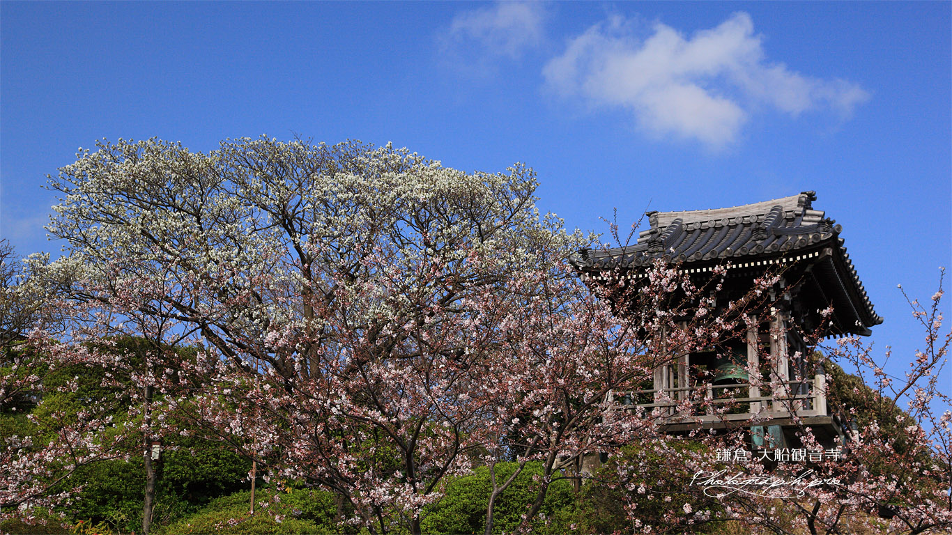 大船観音寺 桜と鐘楼 壁紙