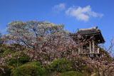 大船観音寺 桜と鐘楼