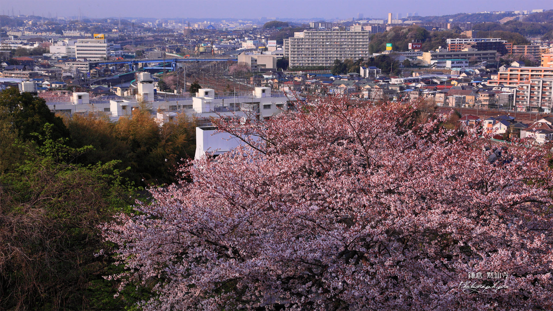桜咲く黙仙寺の無我相山から