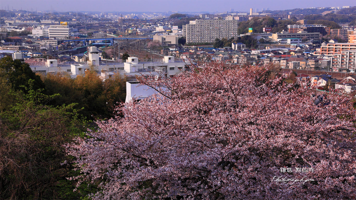 桜咲く黙仙寺の無我相山から 壁紙