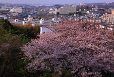 岡本