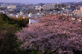 桜咲く鎌倉黙仙寺の無我相山から