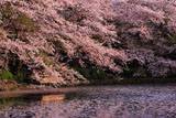 鶴岡八幡宮の桜