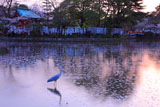 神奈川県の桜