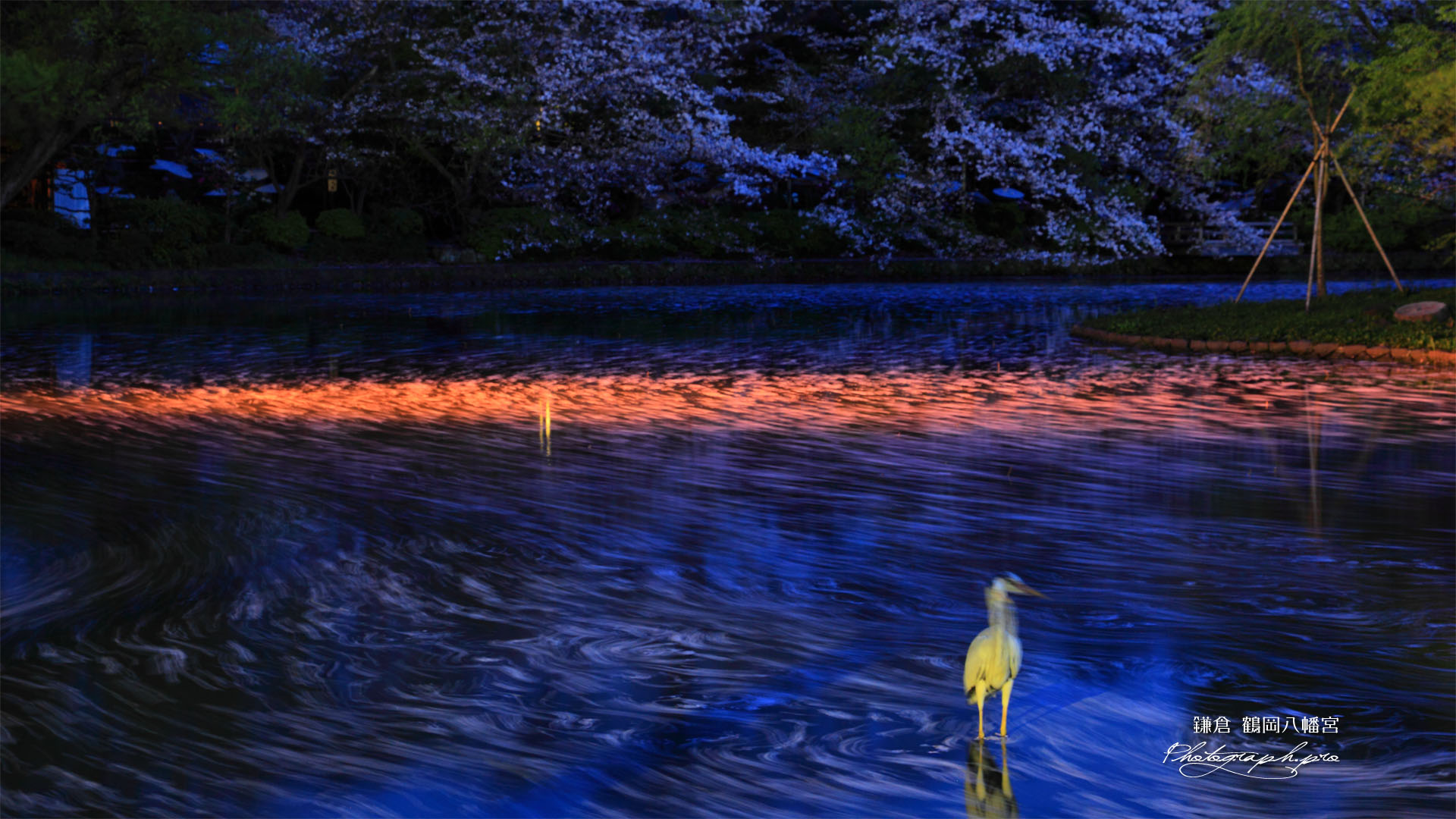 花筏に鷺