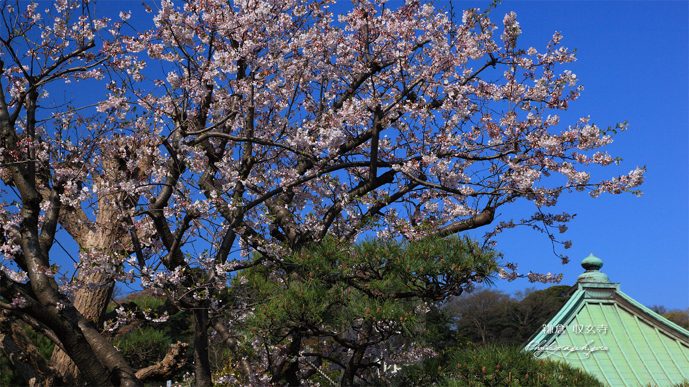 鎌倉収玄寺 桜 壁紙