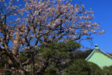 鎌倉収玄寺 桜