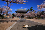 光明寺の桜