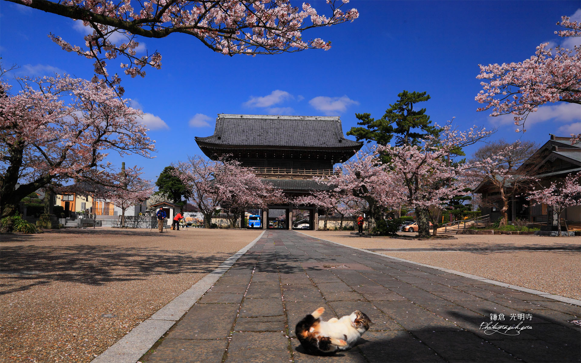 光明寺の桜