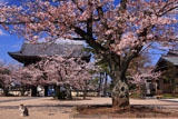 光明寺の山門と桜