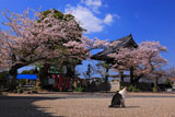 光明寺の鐘楼堂と桜