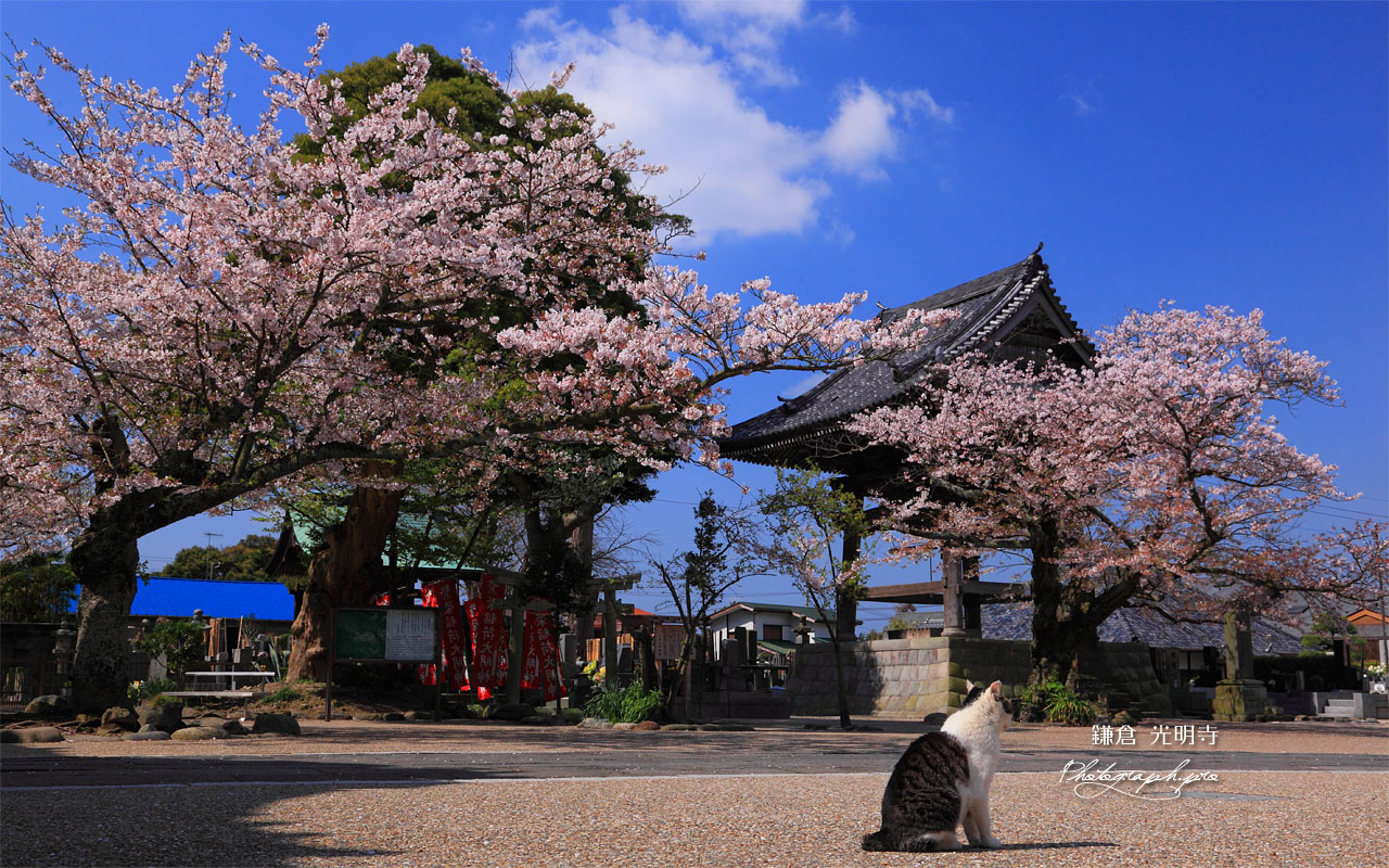 光明寺の鐘楼堂と桜 壁紙