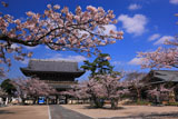 光明寺の桜