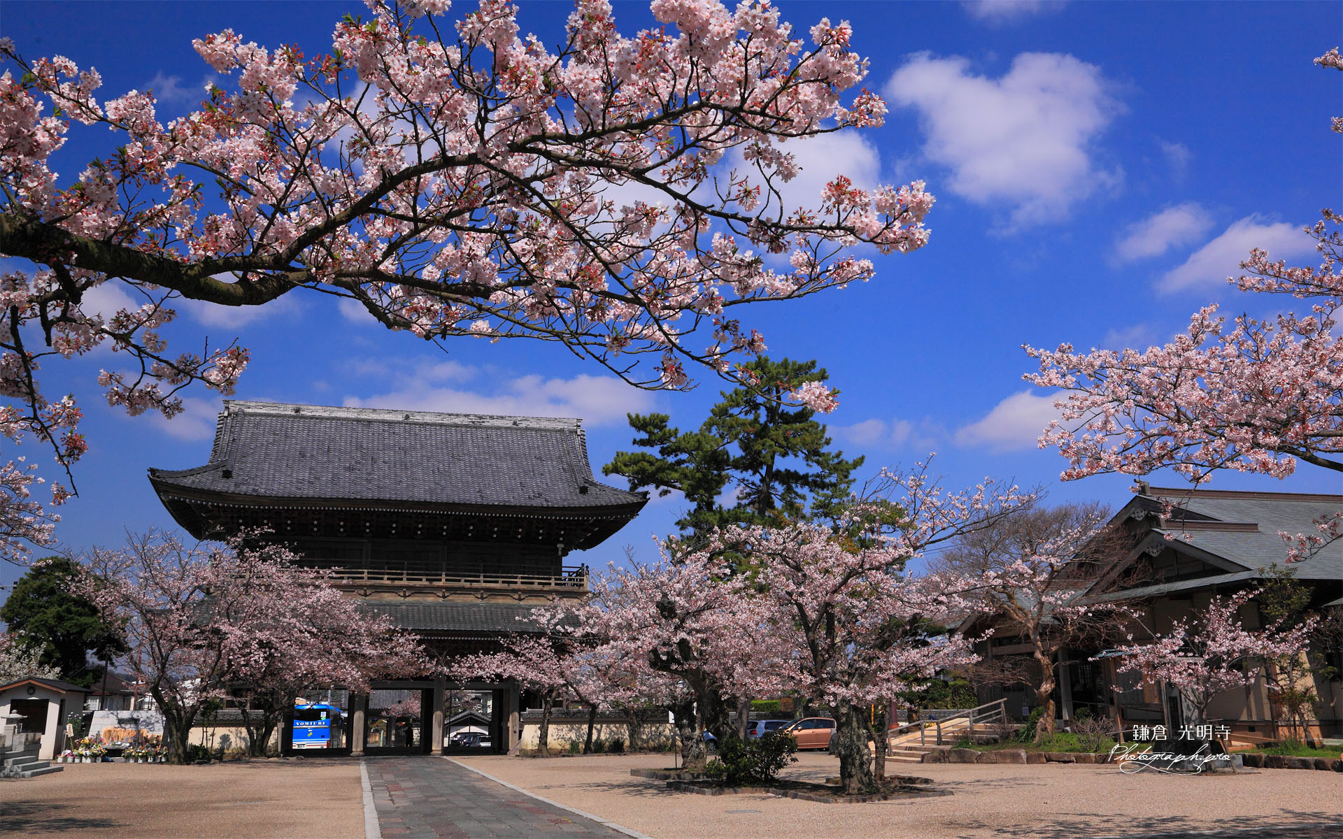 光明寺の桜