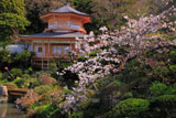 光明寺の桜と大聖閣