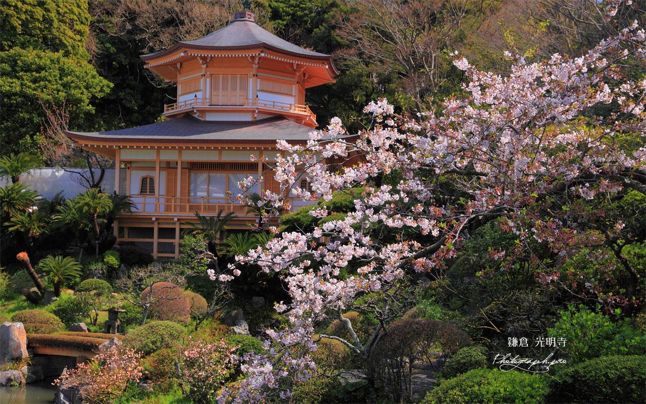 光明寺の桜と大聖閣 壁紙