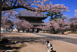 光明寺のモモとサクラ