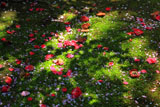 安国論寺 散椿と妙法桜花