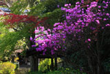 安国論寺 ミツバツツジと春紅葉