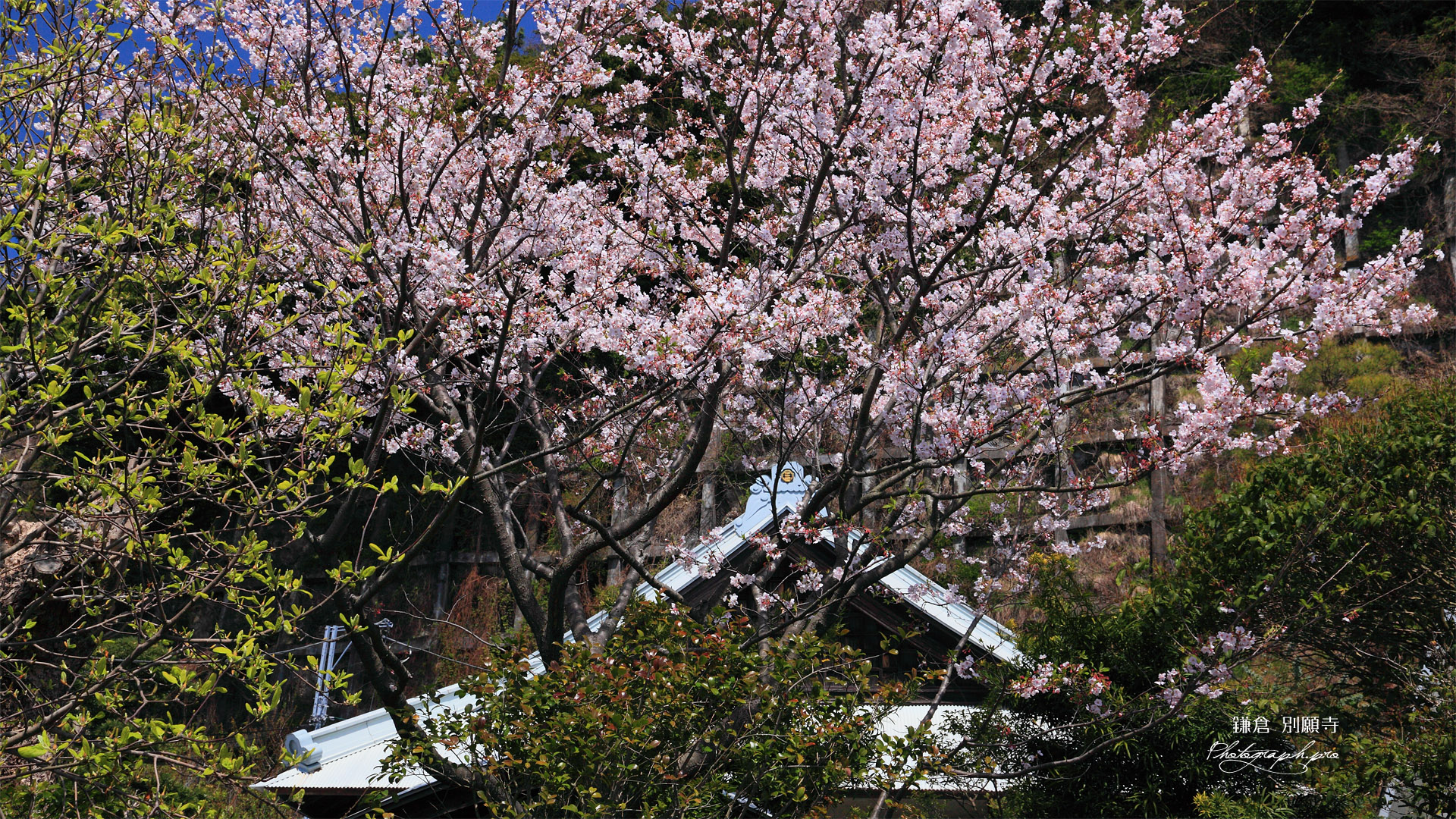 鎌倉別願寺 桜と本堂