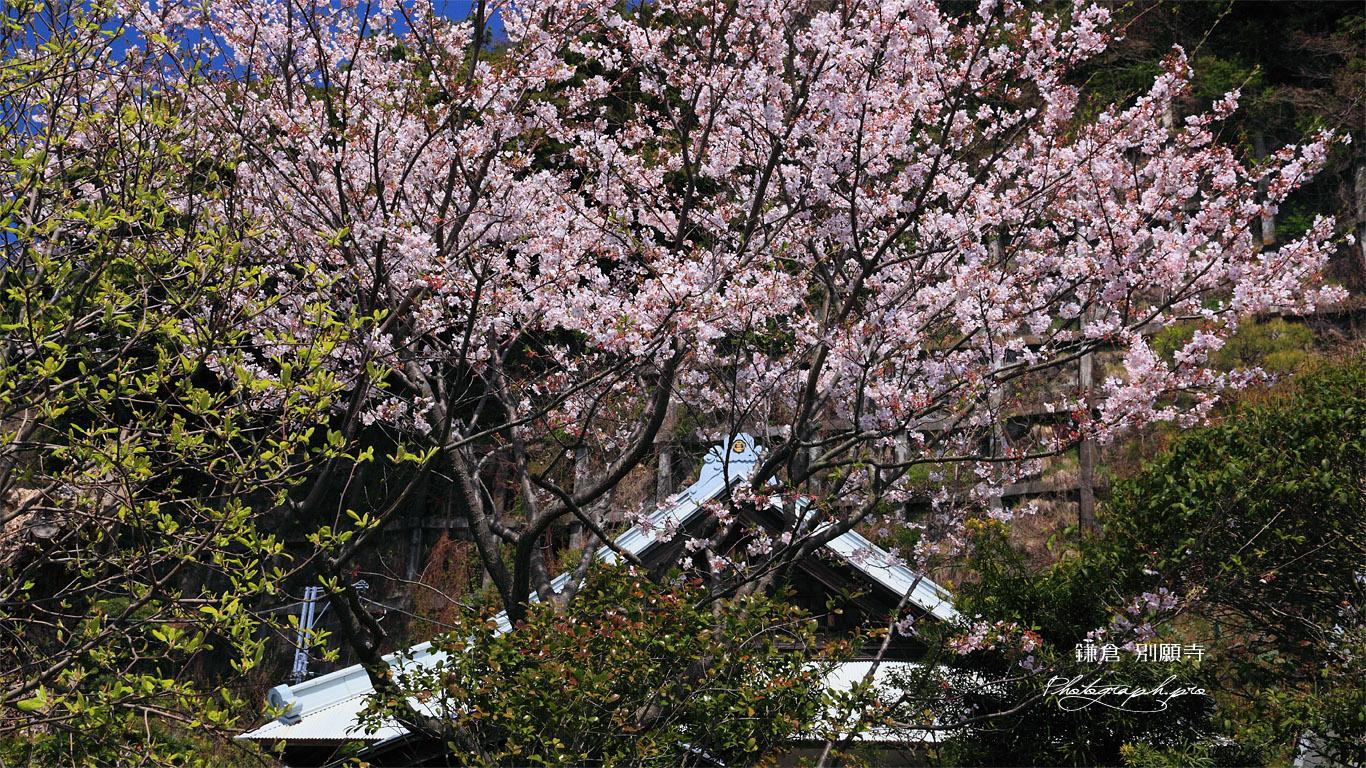 鎌倉別願寺 桜と本堂 壁紙