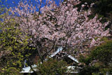 鎌倉別願寺 桜と本堂