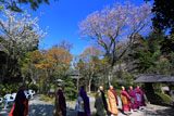 浄智寺 はなまつり