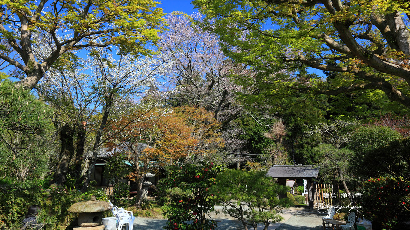 浄智寺の桜と新緑 壁紙