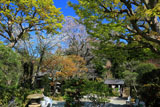 浄智寺の桜と新緑