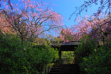枝垂桜と明月院参道