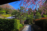 明月院山門越しの枝垂桜