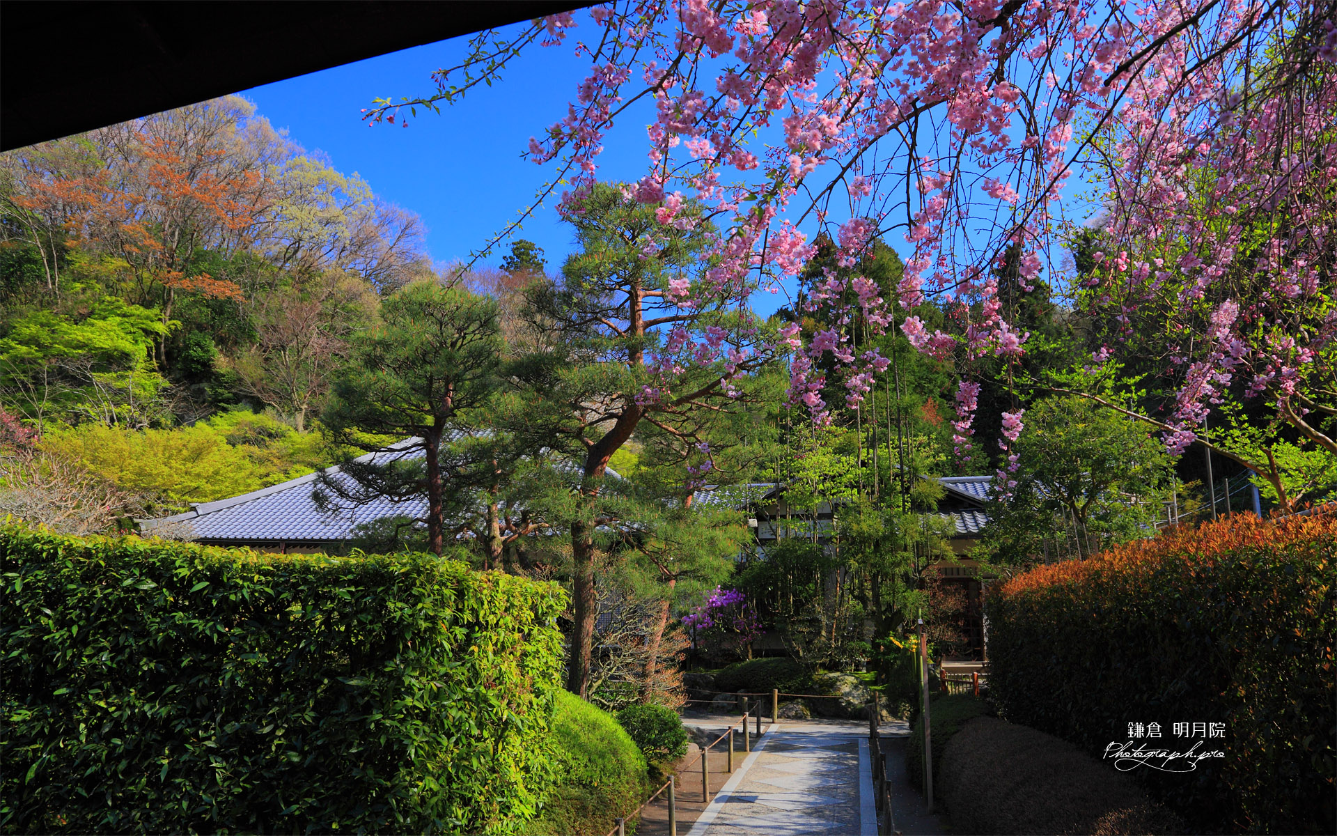 明月院山門越しの枝垂桜