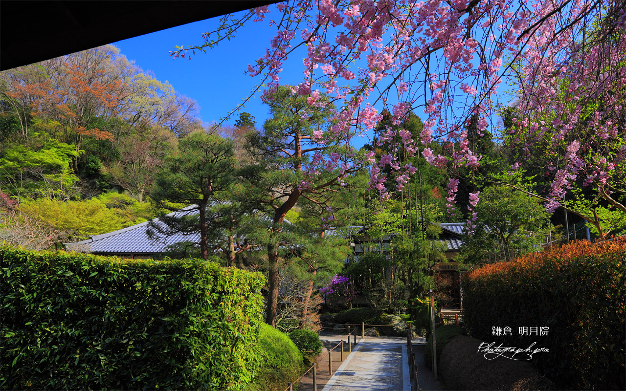 明月院山門越しの枝垂桜 壁紙