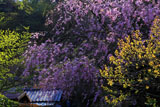 明月院 萌木と枝垂桜
