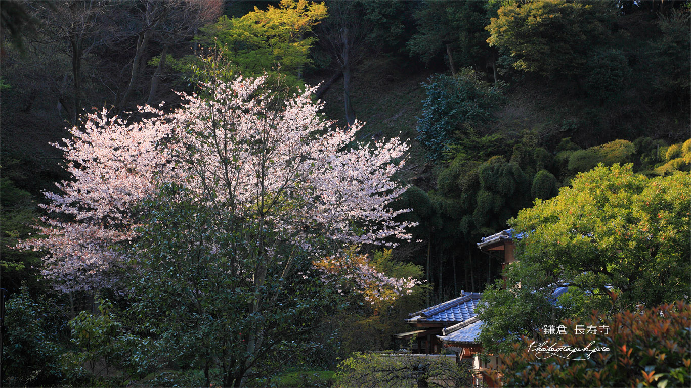 鎌倉長寿寺 桜と庫裡 壁紙