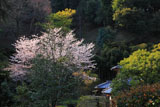 鎌倉長寿寺 桜と庫裡