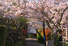 薬王寺