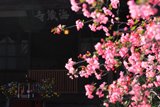 海蔵寺 ハナカイドウ越しの花御堂